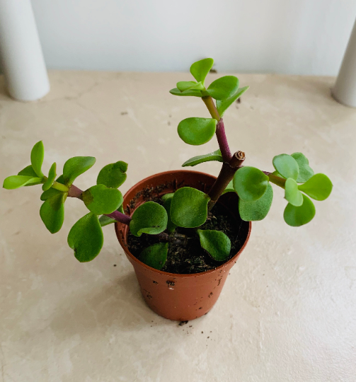 Portulacaria Afra Elephant Bush Cassandra's Plants