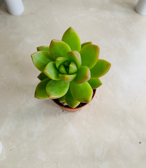 Sedeveria Letizia Succulent in 5.5cm Pot Cassandra's Plants