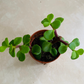 Portulacaria Afra Elephant Bush Cassandra's Plants