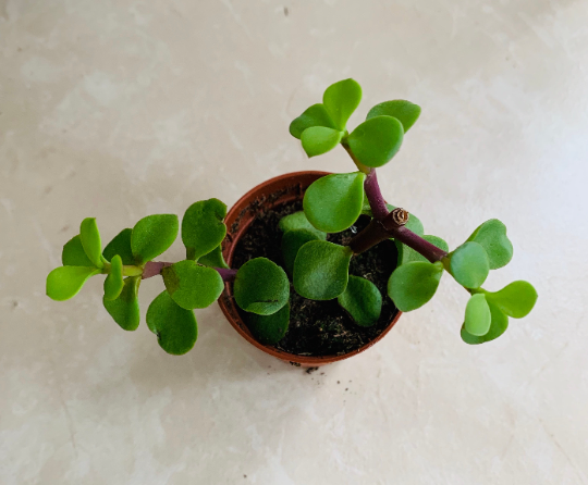Portulacaria Afra Elephant Bush Cassandra's Plants