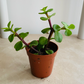 Portulacaria Afra Elephant Bush Cassandra's Plants