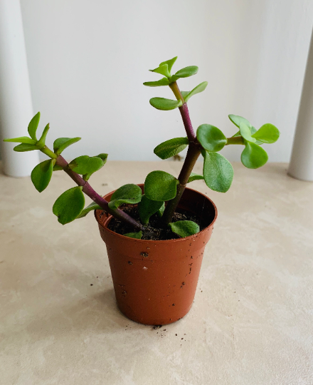 Portulacaria Afra Elephant Bush Cassandra's Plants