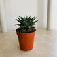 Aloe Pepe  5.5cm Pot Cassandra's Plants