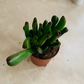 Gollum Jade Crassula Ovata “Money Plant” Cassandra's Plants