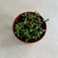Sedum Stahlii Mexican Sedum Succulent Plant 5.5cm pot Cassandra's Plants