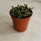Sedum Stahlii Mexican Sedum Succulent Plant 5.5cm pot Cassandra's Plants