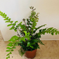 Didymochlaena Truncatula Tree Maidenhair Fern 12cm Pot Cassandra's Plants