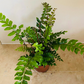 Didymochlaena Truncatula Tree Maidenhair Fern 12cm Pot Cassandra's Plants
