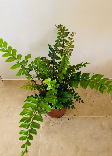 Didymochlaena Truncatula Tree Maidenhair Fern 12cm Pot Cassandra's Plants