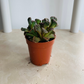 Titanopsis Calcarea Concrete Leaf Cassandra's Plants