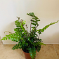 Didymochlaena Truncatula Tree Maidenhair Fern 12cm Pot Cassandra's Plants