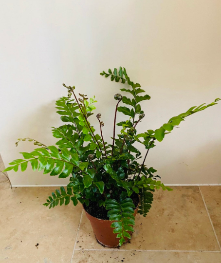 Didymochlaena Truncatula Tree Maidenhair Fern 12cm Pot Cassandra's Plants