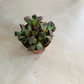 Titanopsis Calcarea Concrete Leaf Cassandra's Plants