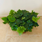 Doryopteris Cordata Antenna Fern 12cm Pot Cassandra's Plants