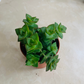 Crassula Perforata String Of Buttons 5.5cm Pot Cassandra's Plants