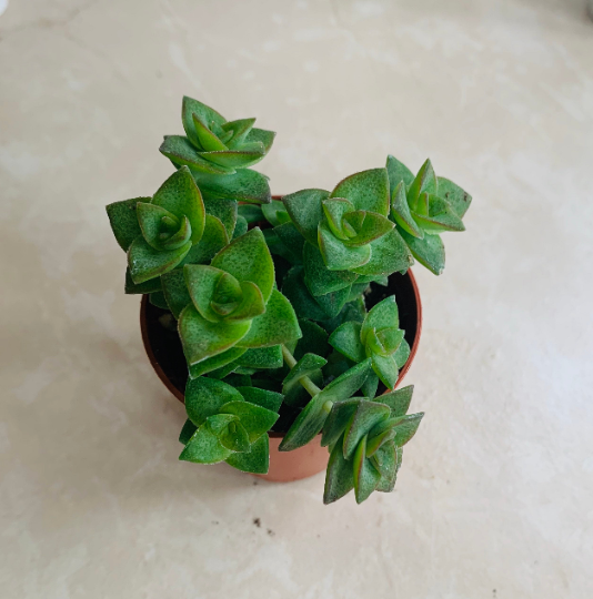 Crassula Perforata String Of Buttons 5.5cm Pot Cassandra's Plants