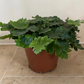 Doryopteris Cordata Antenna Fern 12cm Pot Cassandra's Plants
