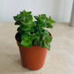 Crassula Perforata String Of Buttons 5.5cm Pot Cassandra's Plants
