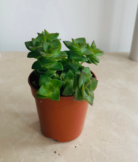 Crassula Perforata String Of Buttons 5.5cm Pot Cassandra's Plants
