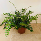 Button Fern Pellaea Rotundifolia 12cm Pot Cassandra's Plants