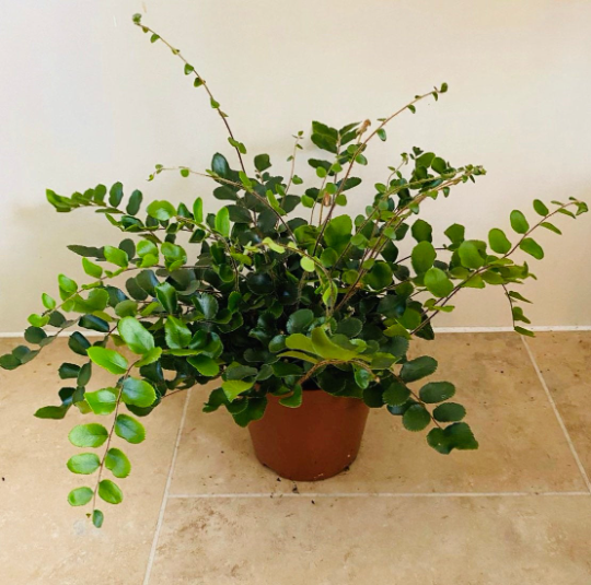 Button Fern Pellaea Rotundifolia 12cm Pot Cassandra's Plants