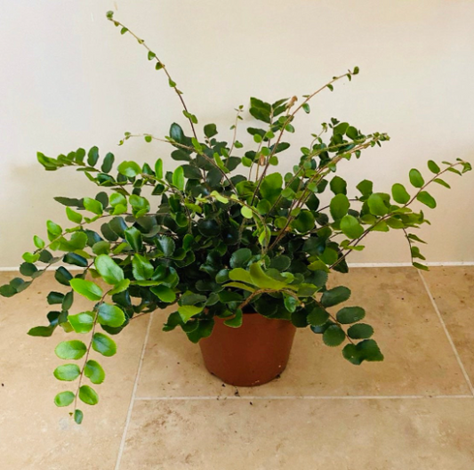 Button Fern Pellaea Rotundifolia 12cm Pot Cassandra's Plants