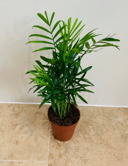 Chamaedorea Elegans Parlour Palm 9cm Pot Cassandra's Plants