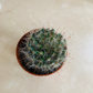 Fish Hook Cactus Mammilliaria Tetrancistra Cassandra's Plants