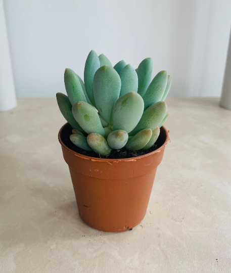 Echeveria Canna Plant in 5.5cm Pot Cassandra's Plants