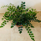Button Fern Pellaea Rotundifolia 12cm Pot Cassandra's Plants