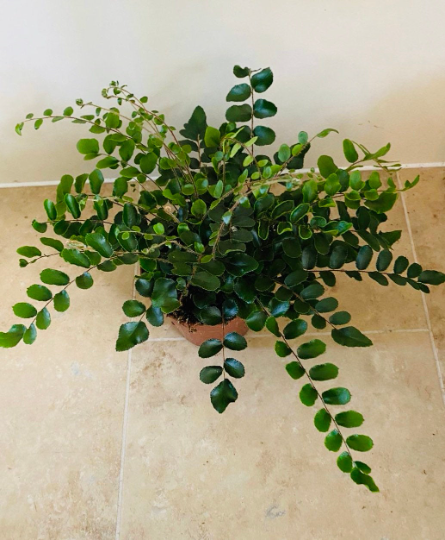 Button Fern Pellaea Rotundifolia 12cm Pot Cassandra's Plants