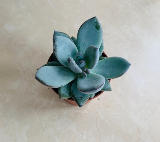Pachyveria Powder Puff Hybrid Cassandra's Plants