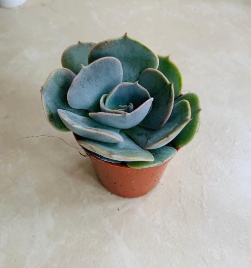 Echeveria Pollux Succulent in 5.5cm Pot Cassandra's Plants