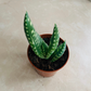 Aloe Gariepensis 5.5cm Pot Cassandra's Plants