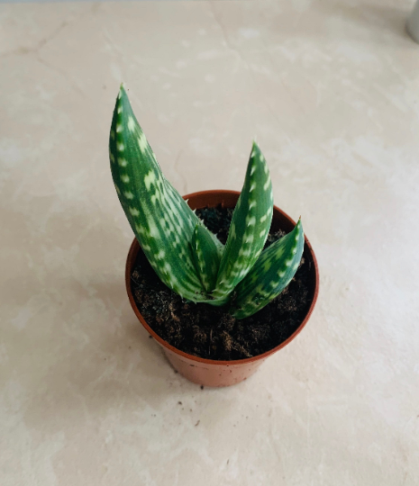 Aloe Gariepensis 5.5cm Pot Cassandra's Plants