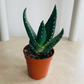 Aloe Comptonii 5.5cm Pot Cassandra's Plants