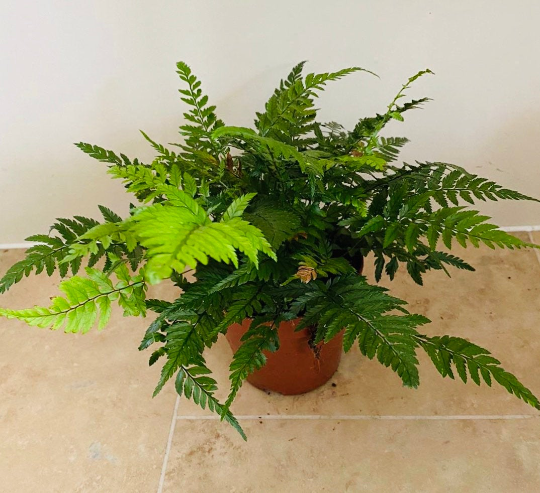 Leather Fern Rumohra Adiantiformis in a 12cm pot Cassandra's Plants