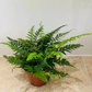 Leather Fern Rumohra Adiantiformis in a 12cm pot Cassandra's Plants