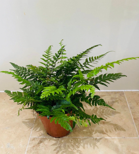 Leather Fern Rumohra Adiantiformis in a 12cm pot Cassandra's Plants