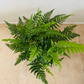 Leather Fern Rumohra Adiantiformis in a 12cm pot Cassandra's Plants