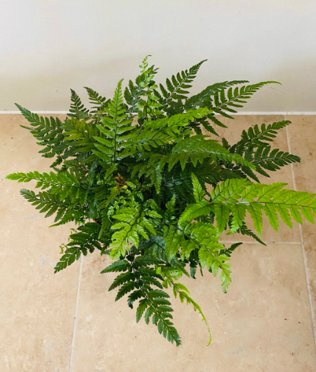 Leather Fern Rumohra Adiantiformis in a 12cm pot Cassandra's Plants