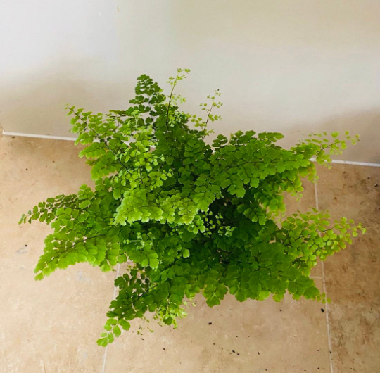 Maidenhair Fern Adiantum Cassandra's Plants