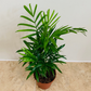 Chamaedorea Elegans Parlour Palm 9cm Pot Cassandra's Plants