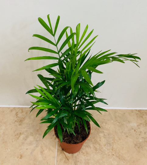 Chamaedorea Elegans Parlour Palm 9cm Pot Cassandra's Plants