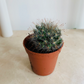 Fish Hook Cactus Mammilliaria Tetrancistra Cassandra's Plants