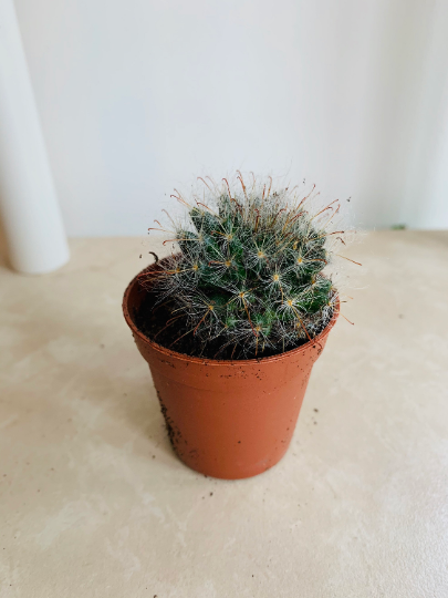 Fish Hook Cactus Mammilliaria Tetrancistra Cassandra's Plants