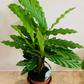 Calathea Rufibarba Blue Grass 12cm Pot Cassandra's Plants