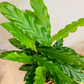 Calathea Rufibarba Blue Grass 12cm Pot Cassandra's Plants