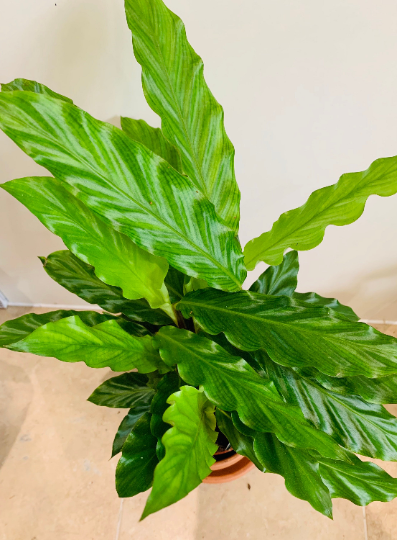 Calathea Rufibarba Blue Grass 12cm Pot Cassandra's Plants