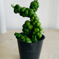 Dischidia Nummularia Pangolin Kisses 5.5cm Pot Cassandra's Plants